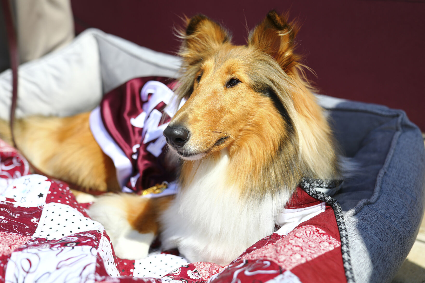 Reveille X